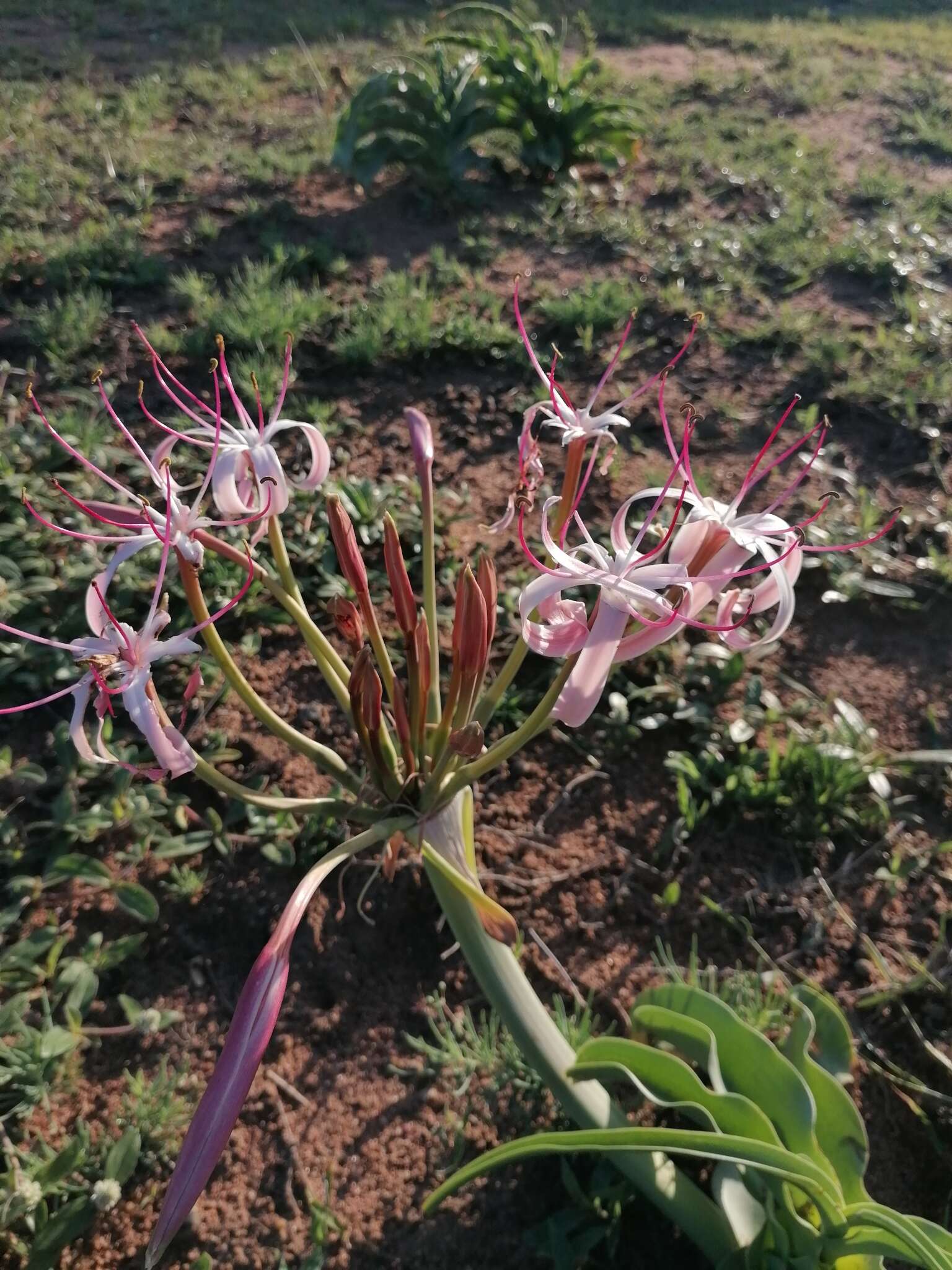 Image de Crinum buphanoides Welw. ex Baker