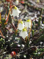 Image of white arctic mountain heather