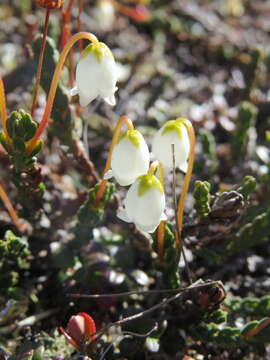 Image of white arctic mountain heather