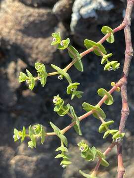 Imagem de Euphorbia amplexicaulis Hook. fil.