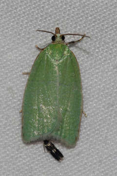 Image of green oak tortrix