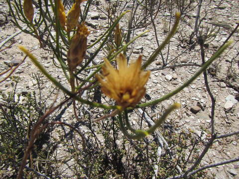 Image of Pteronia flexicaulis L. fil.