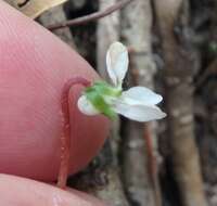 Image of Primrose leaved violet