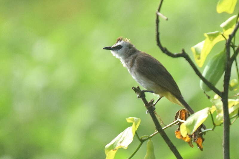 Pycnonotus goiavier (Scopoli 1786) resmi