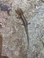 Image of Northern Barsided Skink