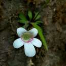 Pinguicula robertiana Zamudio & J. Hernandez Rendon的圖片