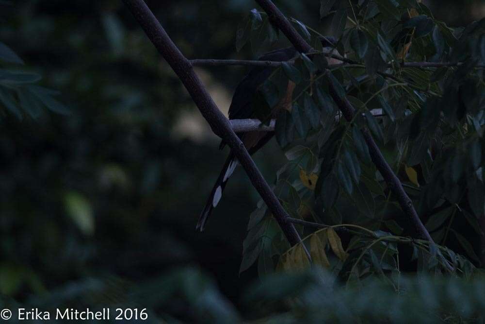 Image of Mangrove Cuckoo