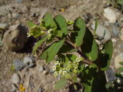 Euphorbia lasiocarpa Klotzsch的圖片