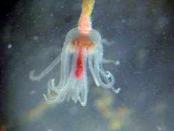 Image of pinkmouth hydroid