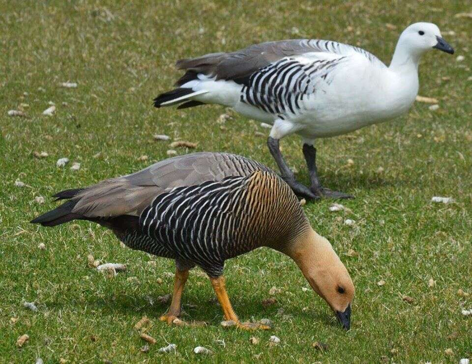 Plancia ëd Chloephaga picta leucoptera (Gmelin & JF 1789)