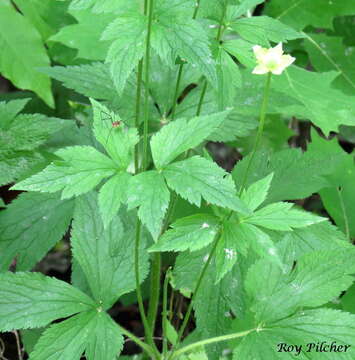 Image of tall thimbleweed