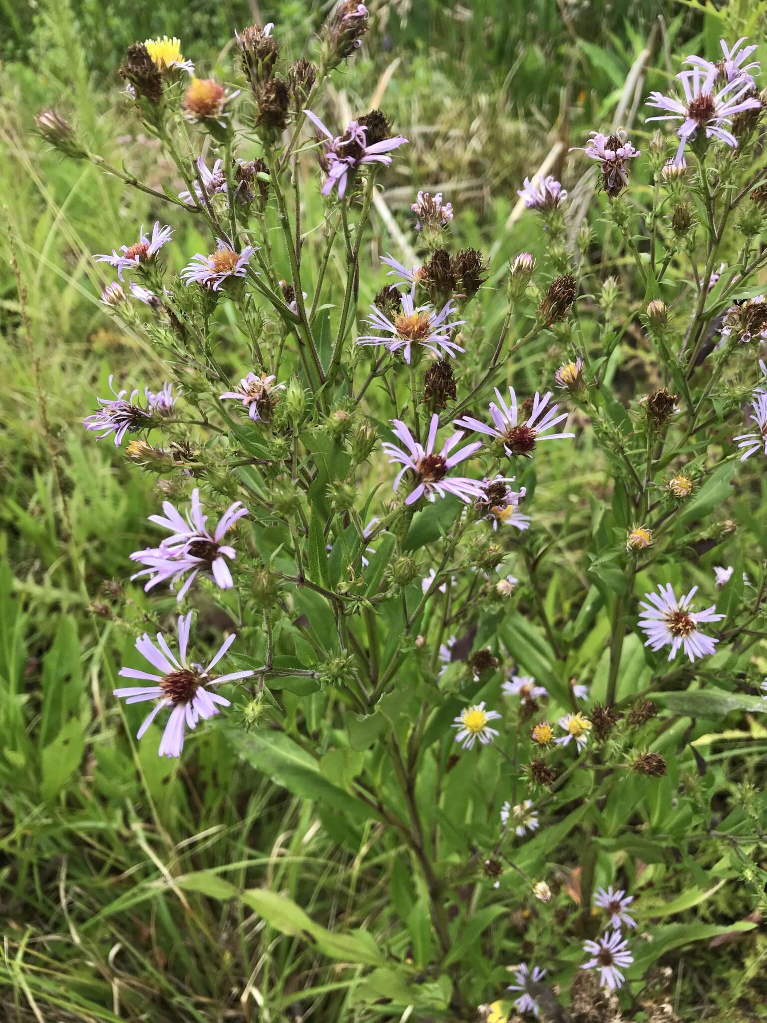 Image of Marsh American-Aster