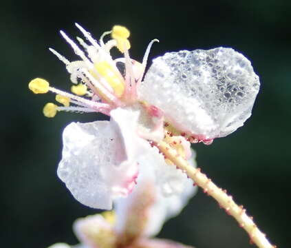 Image of Kewa salsoloides (Burch.) Christenhusz et al.