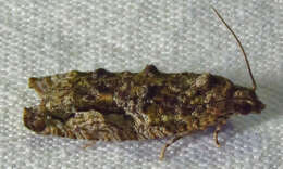 Image of Maple Twig Borer Moth