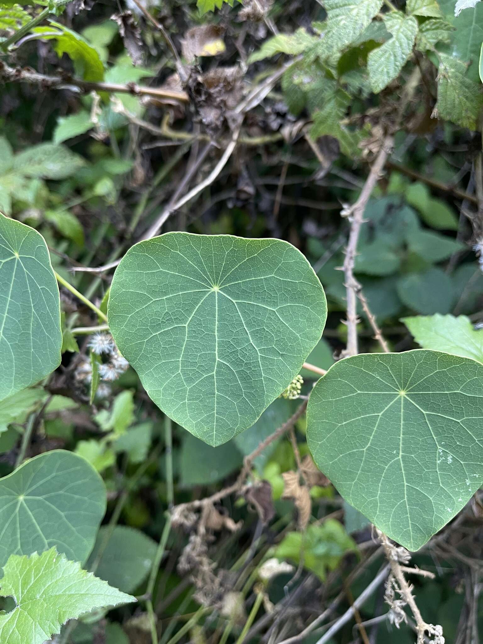 Image de Stephania abyssinica var. tomentella (Oliv.) Diels