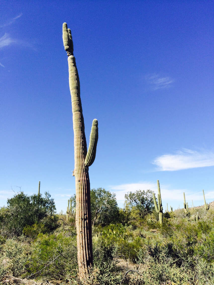 Image of saguaro