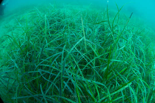 Image of Slender Seagrass