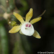 Image of Taeniophyllum pusillum (Willd.) Seidenf. & Ormerod