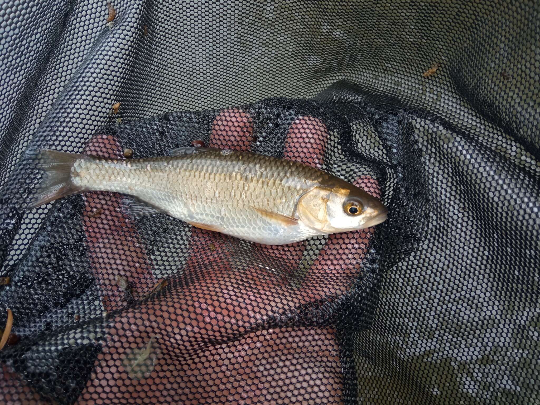 Image of Toscana stream chub