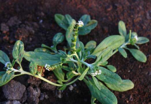 Image of Euploca ovalifolia (Forsk.) Diane & Hilger