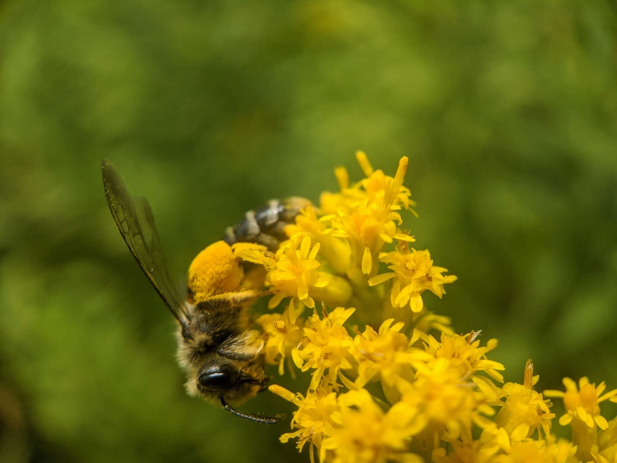 Image of Andrena braccata Viereck 1907