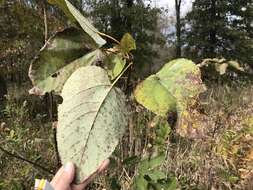 Image of swamp cottonwood