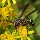 Image of Polybiomyia macquarti