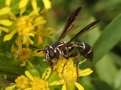 Image of Polybiomyia macquarti