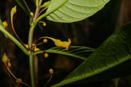 Image of Besleria filipes Urb.