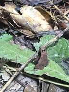 Image of Rhinella margaritifera (Laurenti 1768)