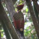 Image of Rufous-headed Woodpecker