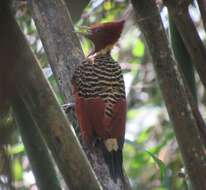 Image of Rufous-headed Woodpecker