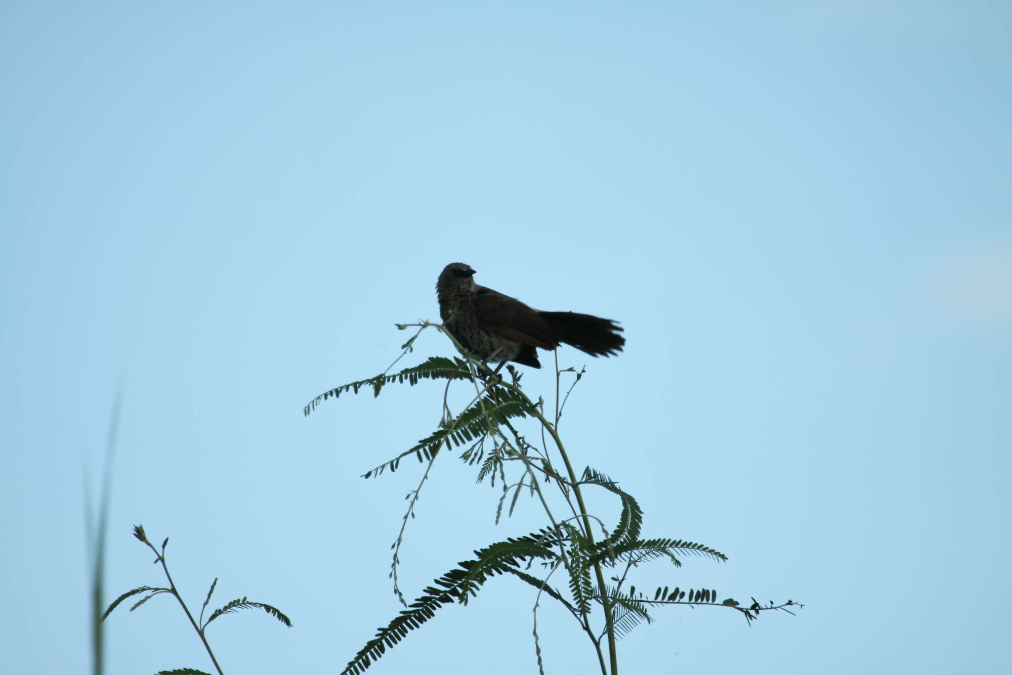 Image of Hartlaub's Babbler