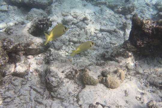 Image of Black-eyed rabbitfish