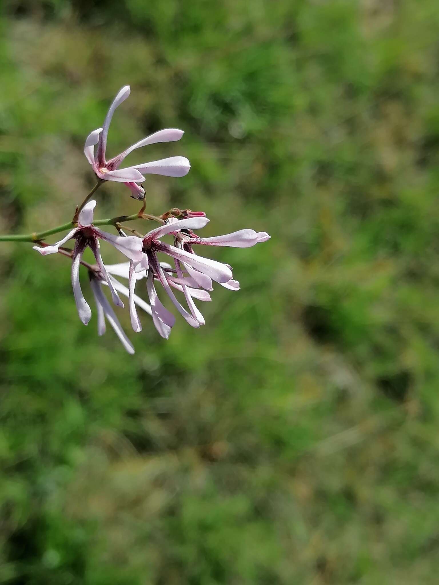 Image de Ceropegia rubella (E. Mey.) Bruyns