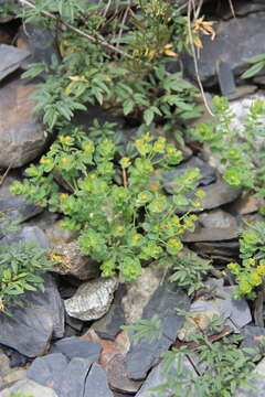 Image of Euphorbia buschiana Grossh.