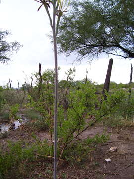 Plancia ëd Agave brunnea S. Watson