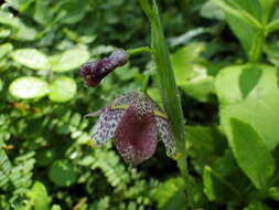 Tigridia meleagris (Lindl.) G. Nicholson的圖片