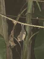 Image of Rufous Horseshoe Bat