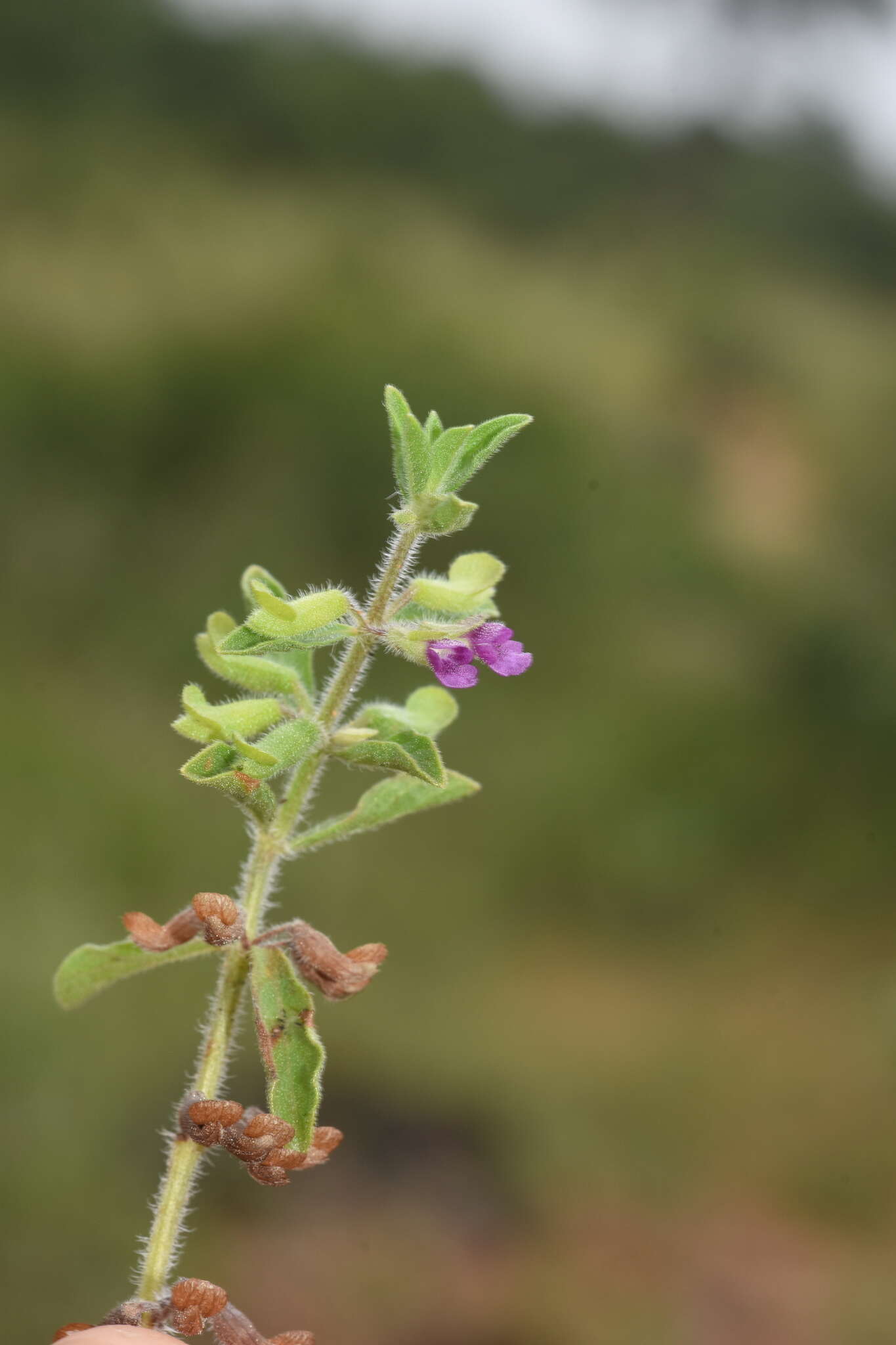 Image of Endostemon tereticaulis (Poir.) M. R. Ashby