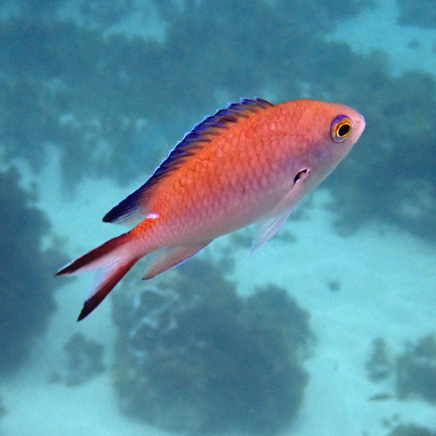 Image of Norfolk Chromis