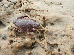 Image of Cuban stone crab