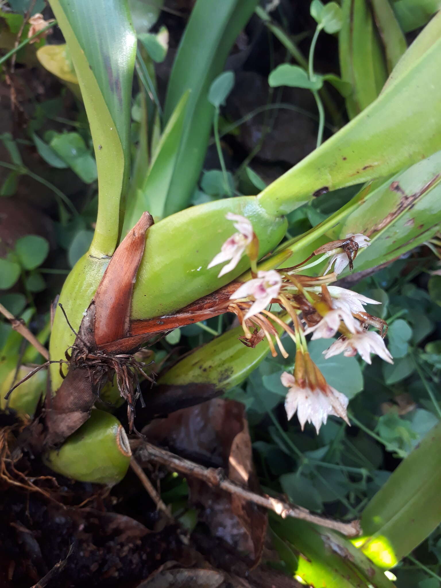 Image of Maxillaria densa Lindl.