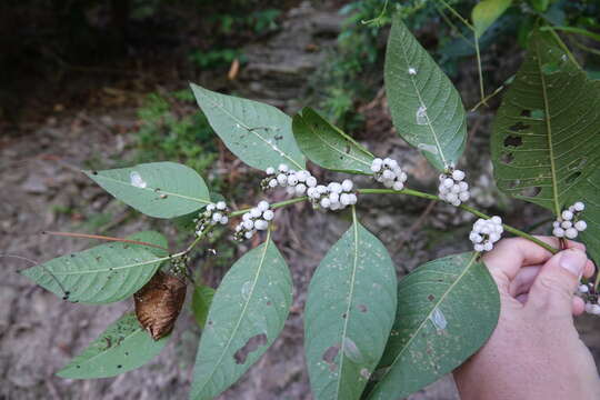 Plancia ëd Deeringia polysperma (Roxb.) Moq.