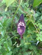 Image of Aristolochia adiastola