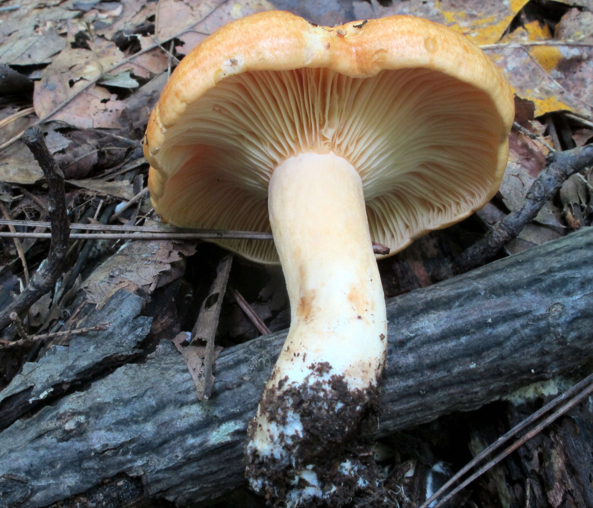 Image of Lactarius croceus Burl. 1908