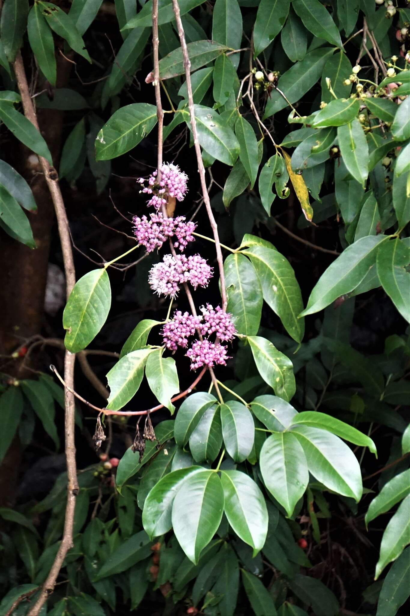 Imagem de Melicope elleryana (F. Müll.) T. G. Hartley