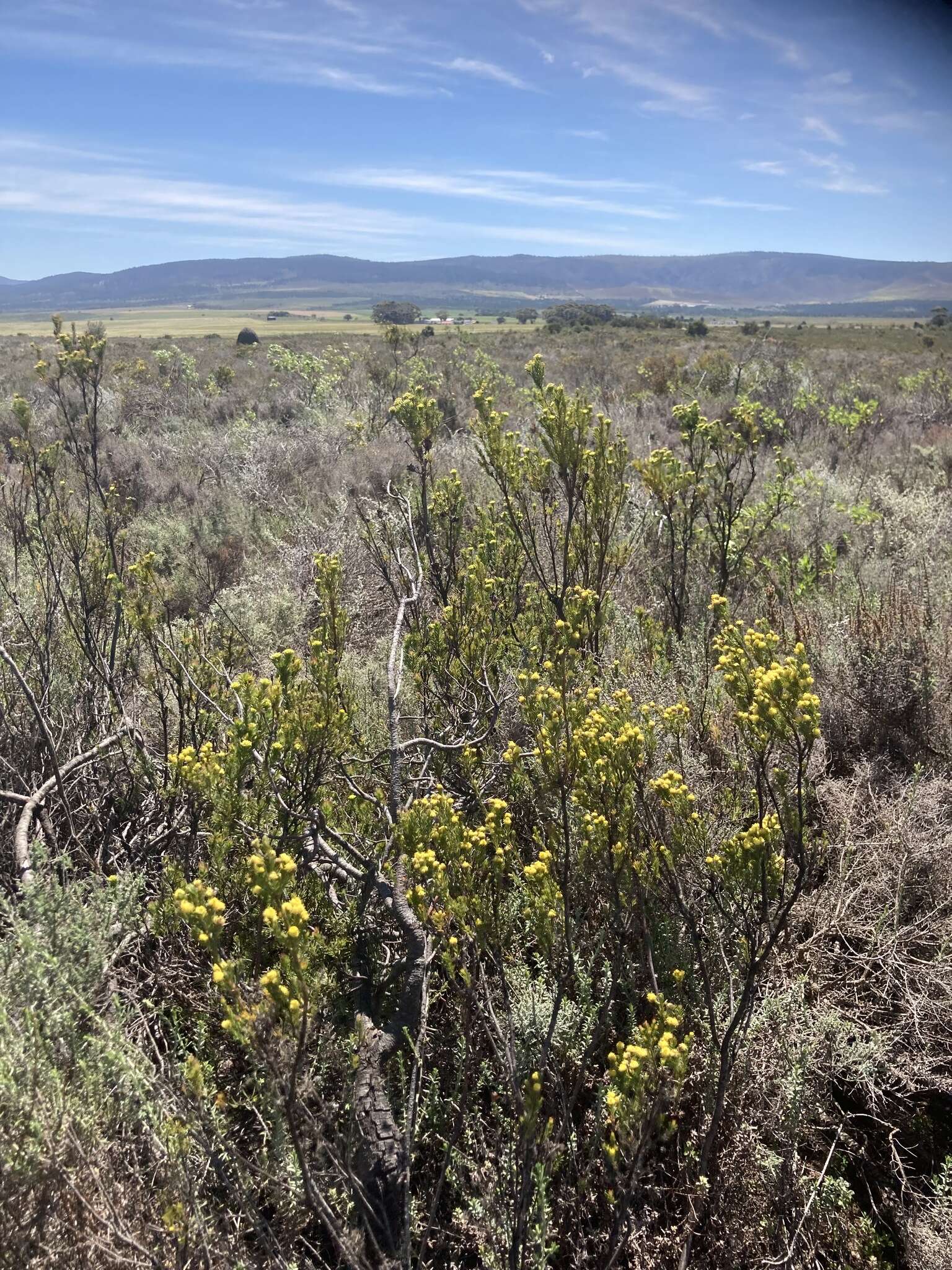 Image of Bredasdorp conebush