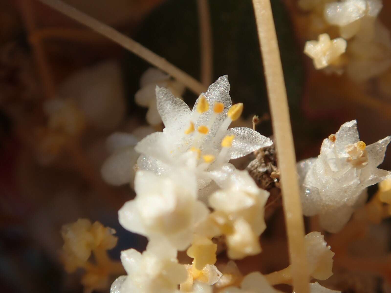 Imagem de Cuscuta tuberculata T. S. Brandegee