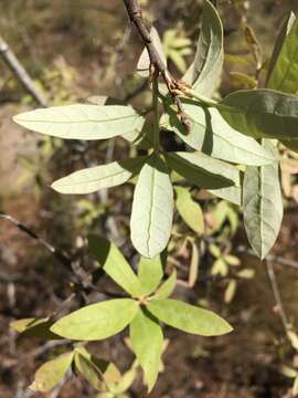 Quercus incana W. Bartram resmi